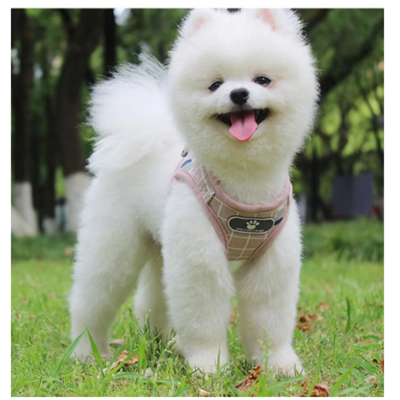 Cute dog traction rope vest walking dog rope for games